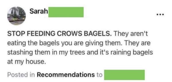 funny next door posts - Stop Feeding Crows Bagels. They aren't eating the bagels you are giving them. They are stashing them in my trees and it's raining bagels at my house.