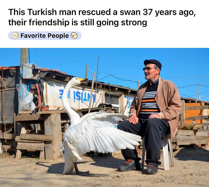 heartwarming pics - This Turkish man rescued a swan 37 years ago, their friendship is still going strong