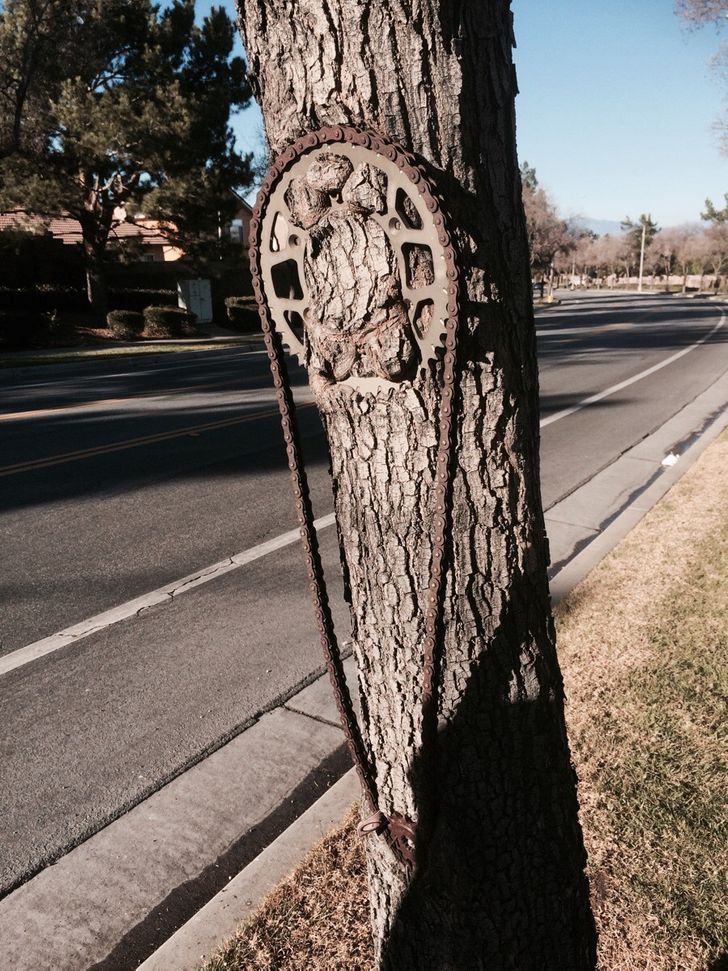 “Someone attached a bike chain to a tree a few years ago and now the tree grew over it.”