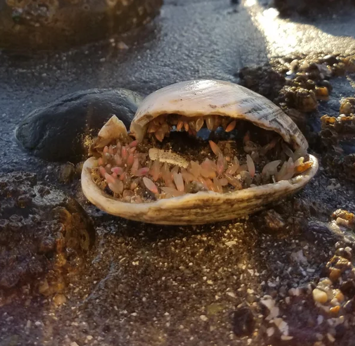 . “Lifeforms growing in this clamshell look like teeth.”