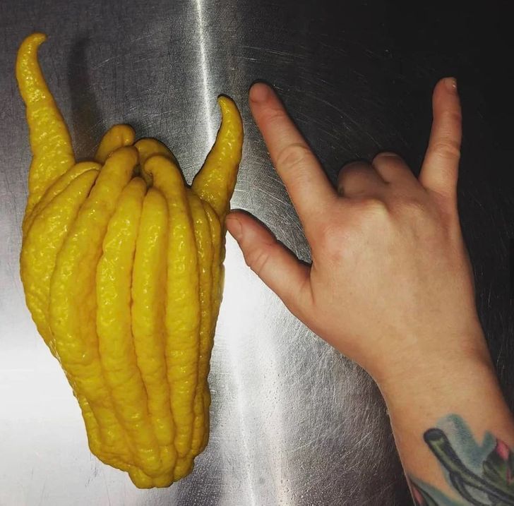 This lemon looks like a rock and roll hand.