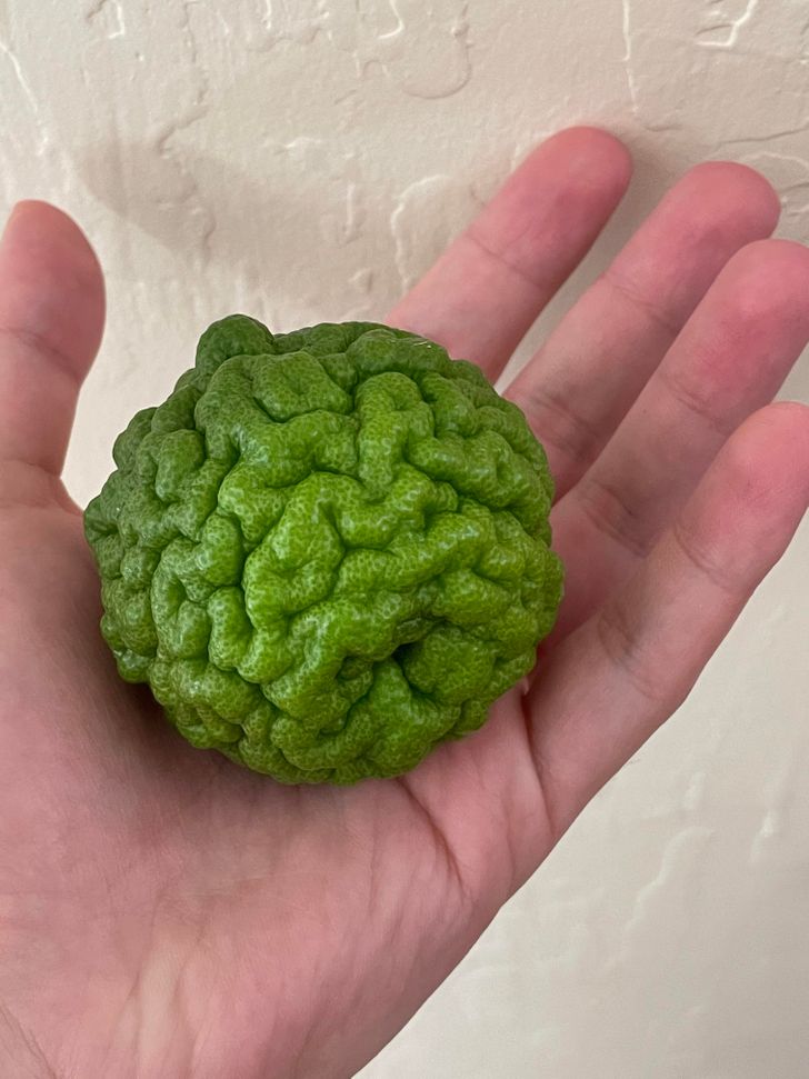 “Kaffir limes look like green brains.”