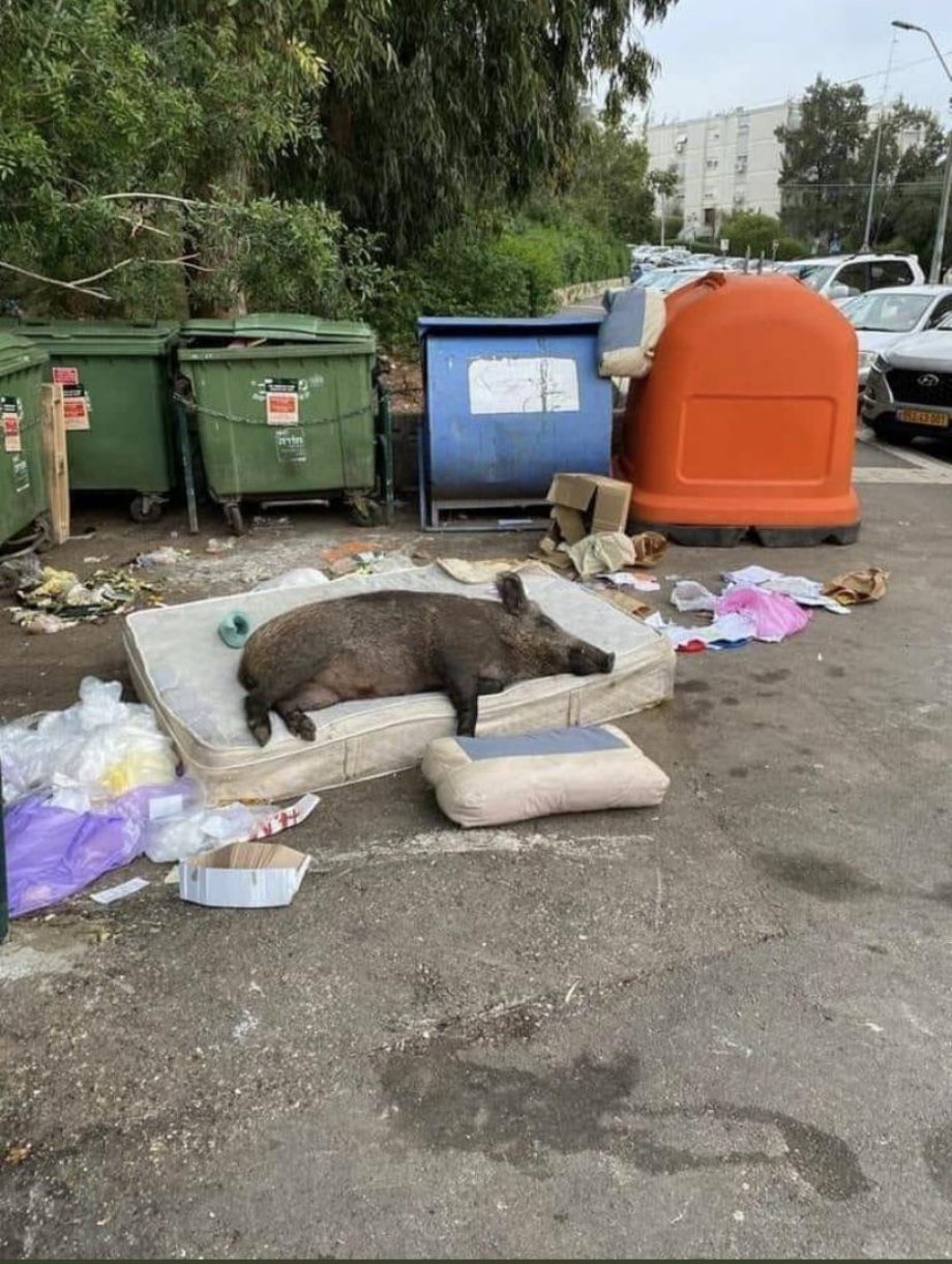 funny pics and memes - pig sleeping on mattress in the trash