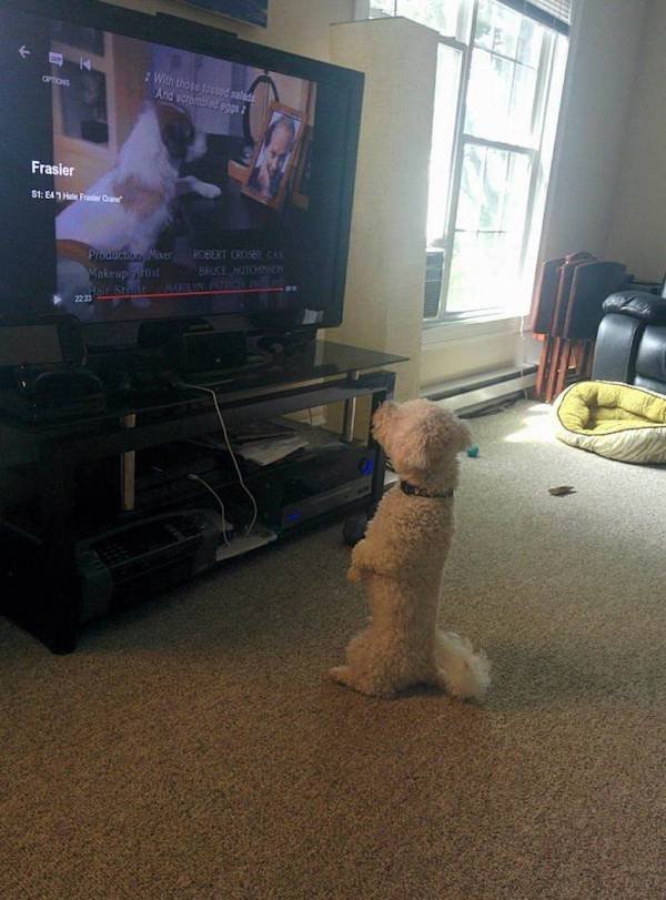 funny pics and memes - dog watching frasier tv show