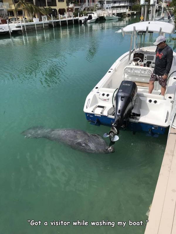 funny pics and memes - got a visitor while washing my boat