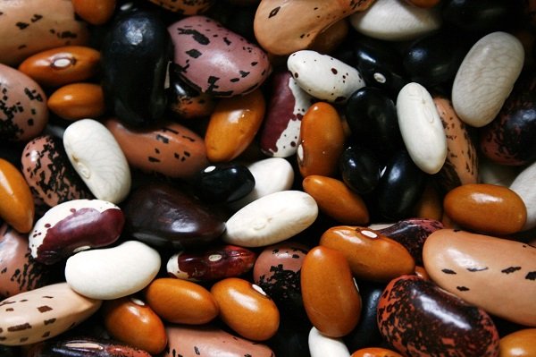 pile of dry beans