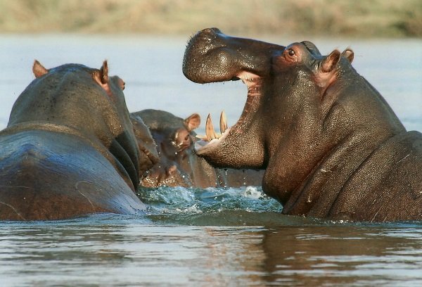 hippos playing in the water