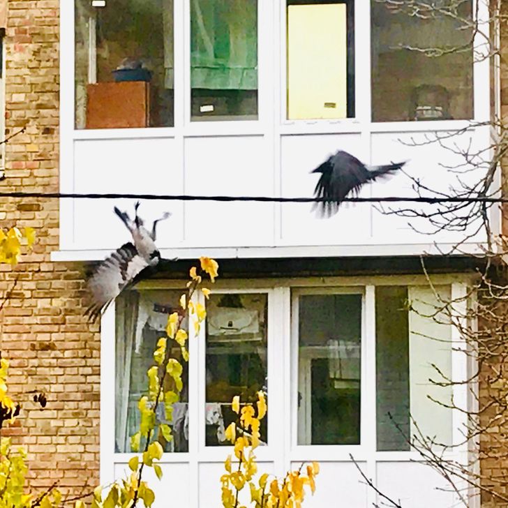 “I watched a crow hang upside down. I grabbed my phone
to take a photo of it. Suddenly her friend arrived, and she realized that it was time to skedaddle, and unclasped her claws.”