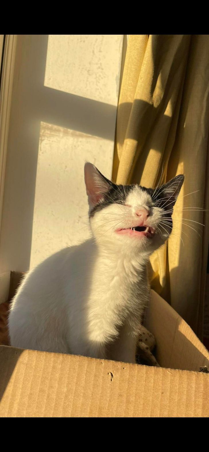A cat right before sneezing