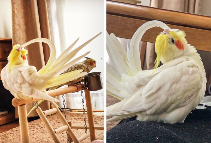 This parrot could find its place in ballet.