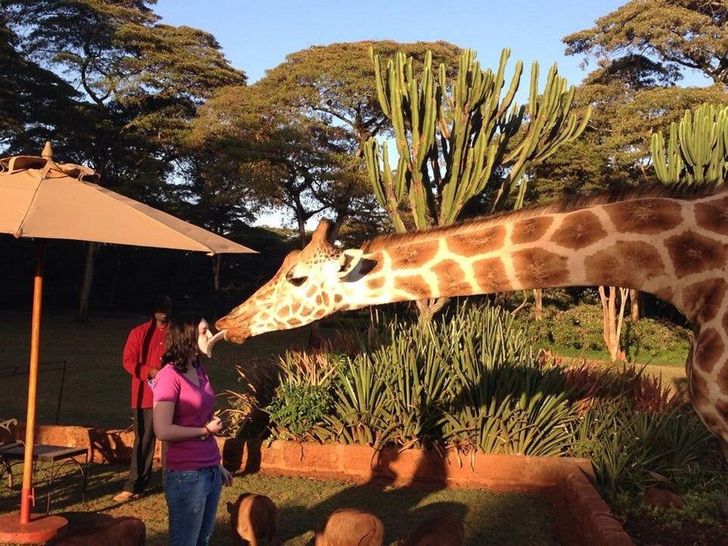 Just a giraffe kissing someone, nothing special.