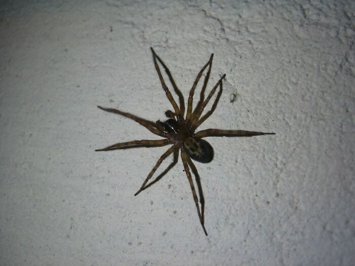 I have an mildly irrational fear of spiders. I was asked to help clean out an old storage area/shed type building. It was covered in dust and a ton of these big black spiders but a big enough space that I felt fine. Until my supervisor handed me a leaf blower and asked me to go through a back hallway with it.

Opened the door to the hallway and it was cramped, just tall enough to be a little over my height and just wide enough for me to walk through. Except there was no light so it was pitch black, until I held up my phone flashlight and saw the largest mess of tangled webs filled to the absolute brim with thousands of the big black spiders. Straight up refused to walk down that thing, especially with a leaf blower. Like no thanks, I don’t want to create a spider tornado.

My supervisor was irritated with me that I refused to do this, but I would rather be fired than walk through the arachnid hell hallway for 10 dollars an hour.