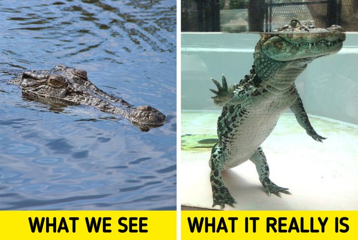 What a crocodile looks like underwater