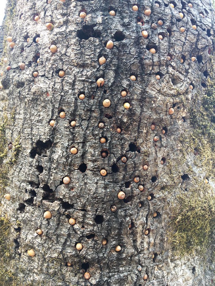 Squirrels store acorns in holes made by woodpeckers.