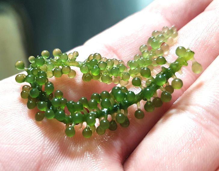 “This variety of edible seaweed looks like a bunch of grapes.”