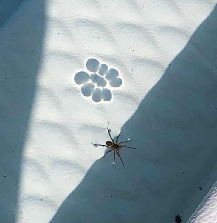 “The shadow made by this spider in my pool”