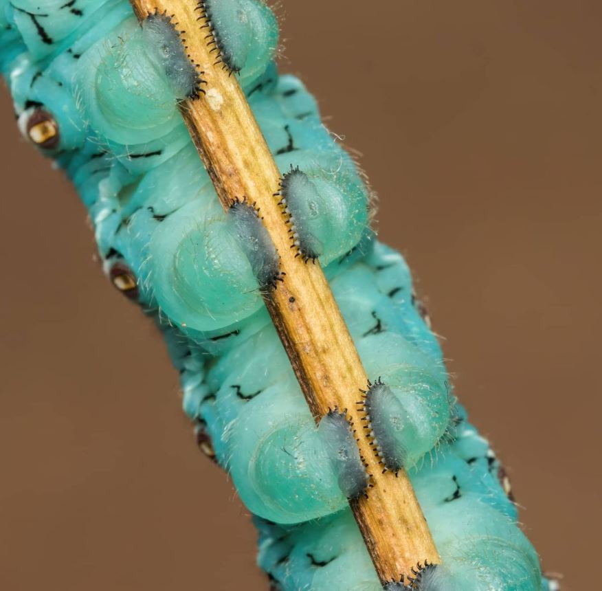 Cute little caterpillar feet