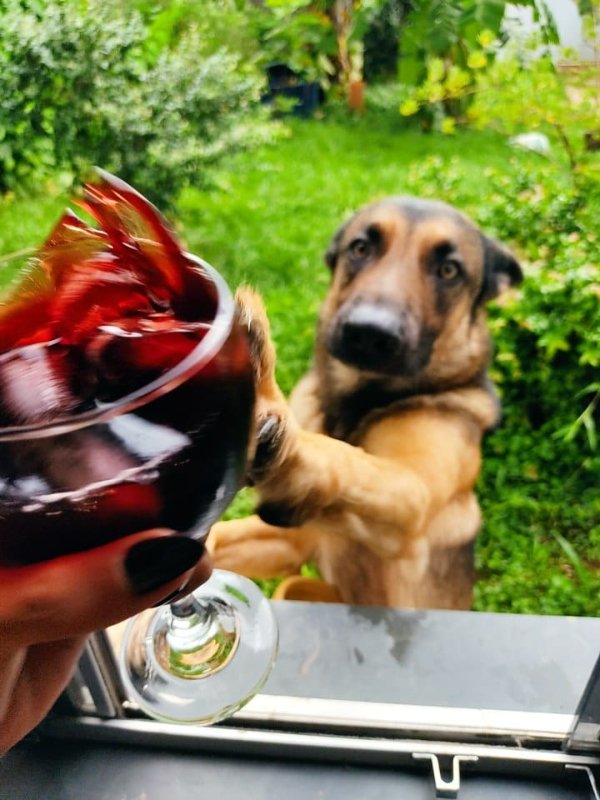 “My boyfriend wanted to take a picture of that glass of wine, then my dog showed up in my window and did this.”