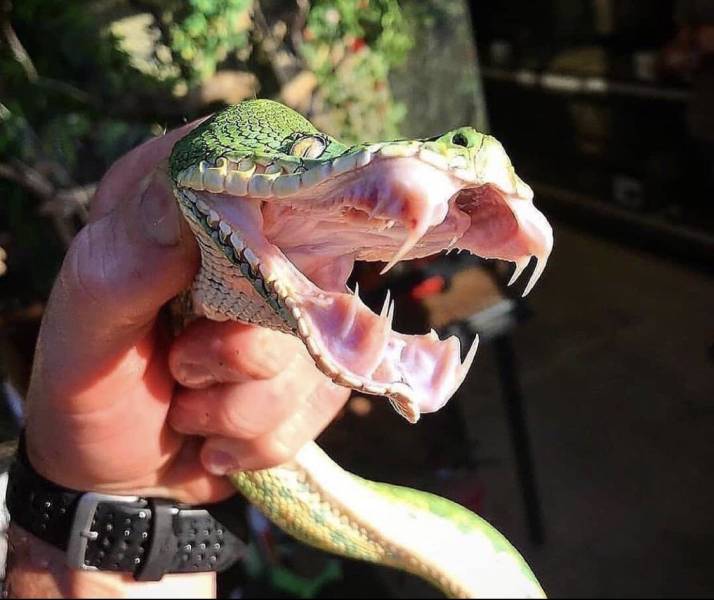 “The fangs of the Emerald Tree Boa.”