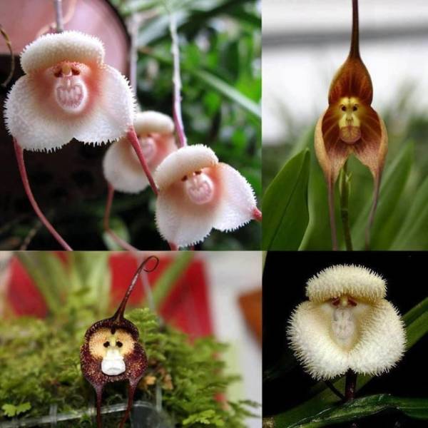 “Dracula orchids look just like monkeys.”