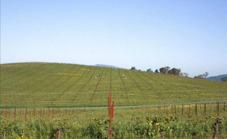 “Windows Xp desktop background as it is today 25 years after the original.”