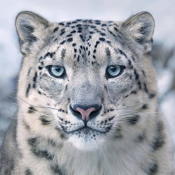 “The face of a beautiful Snow Leopard.”