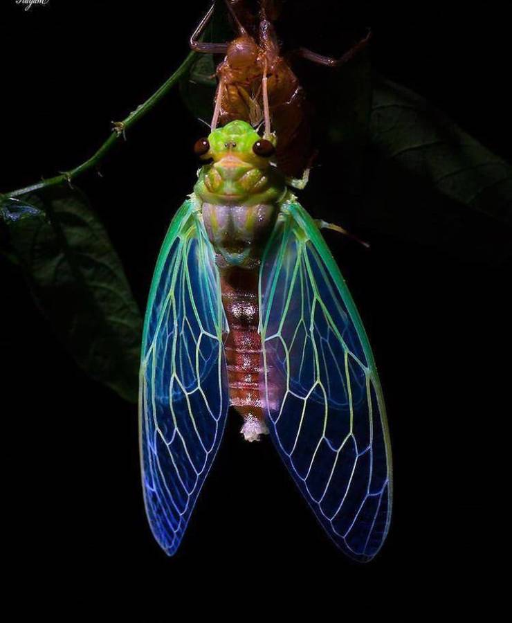 “Rare moment of a cicada !!”