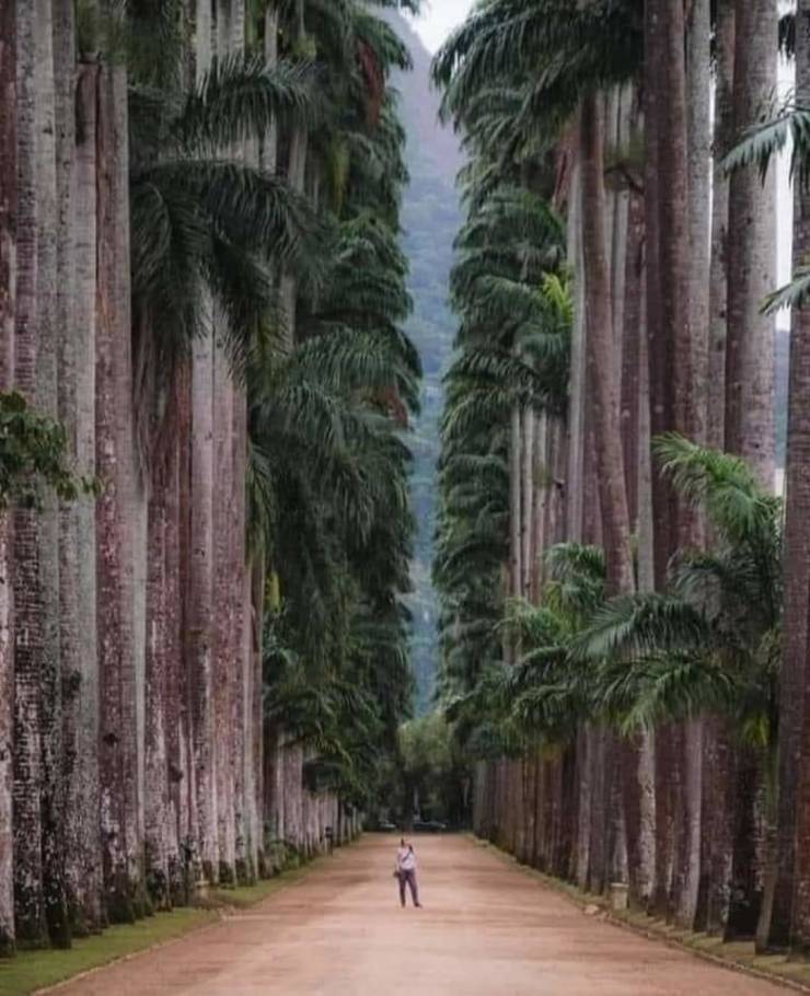 “Botanical Park of Rio de Janeiro - Brazil. Founded in 1808, it is considered one of the richest and most important in the world.”