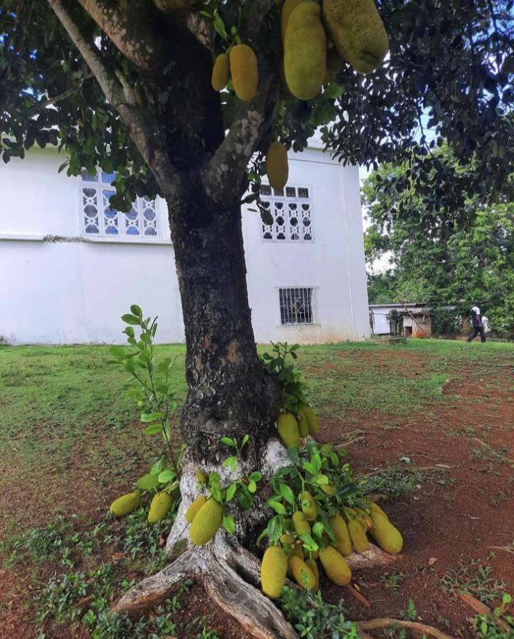 “A Jackfruit tree which is so fertile even its roots have started to bear fruit.”