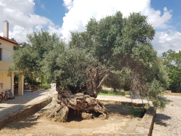 “A 2000 year-old olive tree in Crete, Greece.”