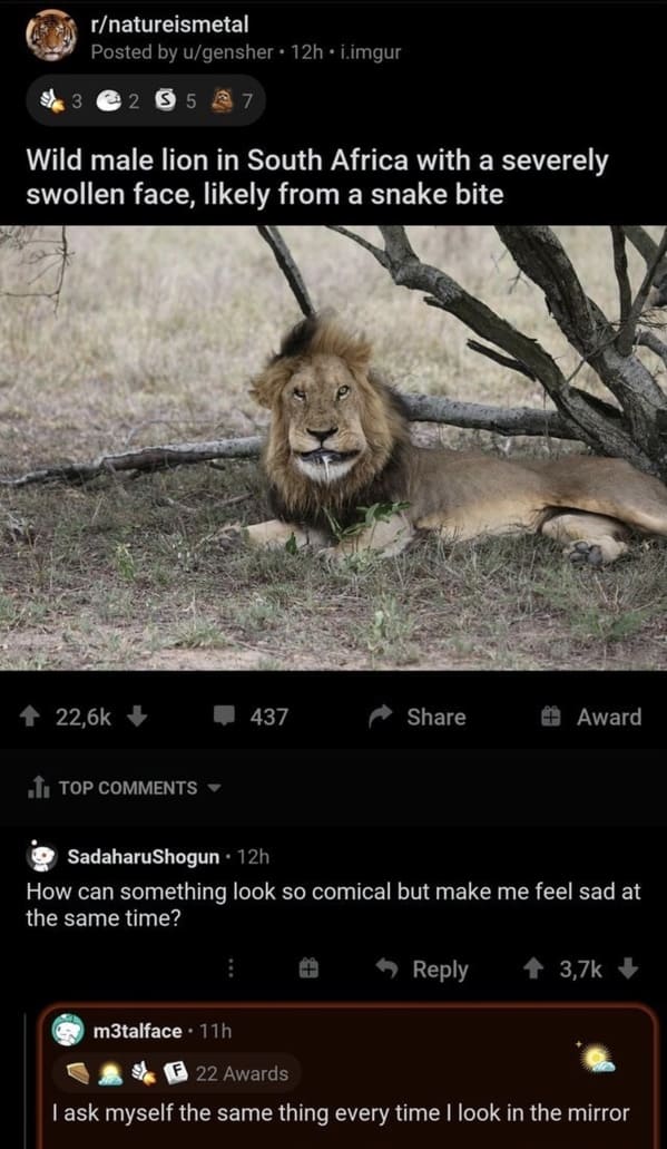 funny roasts - Wild male lion in South Africa with a severely swollen face, likely from a snake bite - How can something look so comical but make me feel sad at the same time