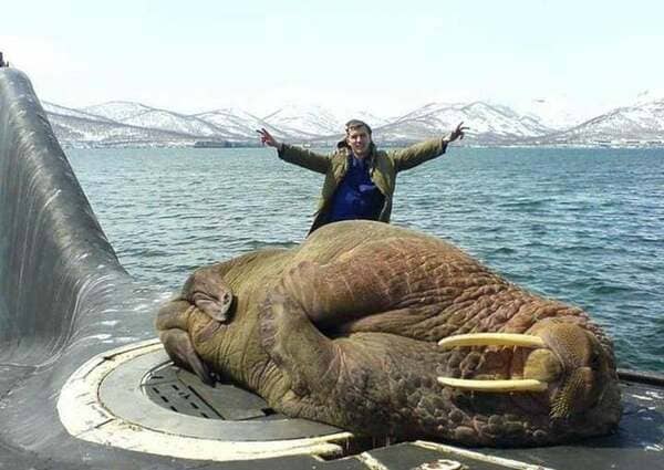 Giant walrus having a nap on a Russian submarine.