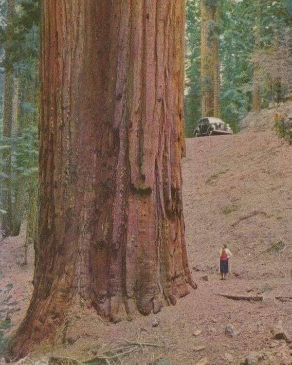 Human next to a redwood tree.