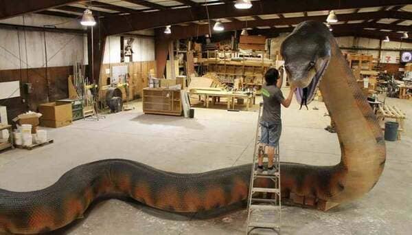 Titanoboa, an extinct snake that lived in South America 58 to 60 million years ago / replica created for the Jacksonville Zoo and Gardens.