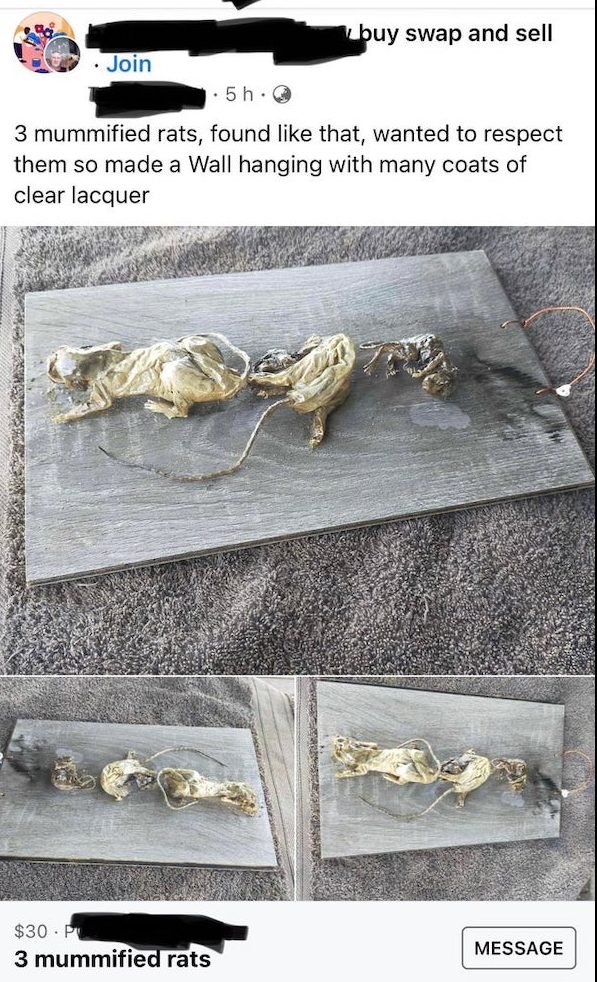 metal - buy swap and sell Join 1.5 h. 3 mummified rats, found that, wanted to respect them so made a Wall hanging with many coats of clear lacquer $30.P 3 mummified rats Message