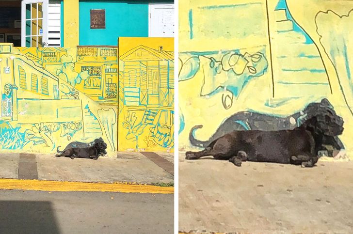 “Locals in Puerto Rico painted this mural. They made sure to include the dog that chills there often.”