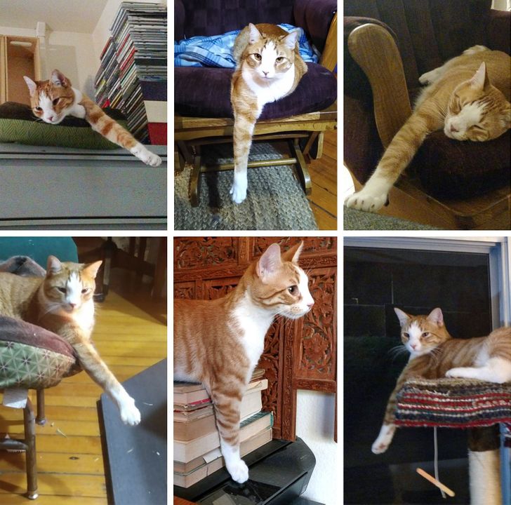 “My cat likes to keep 1 leg out.”