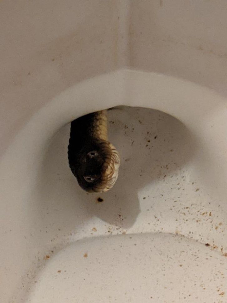 “Well, there’s a water snake living in my toilet somehow.”