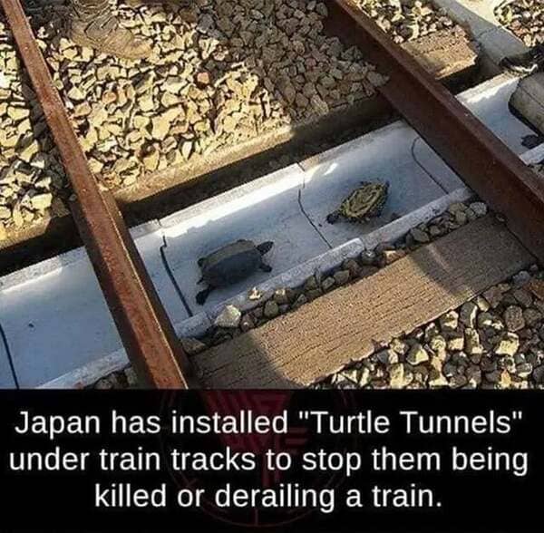 Subway turtles helped by the Japanese? Sounds familiar.