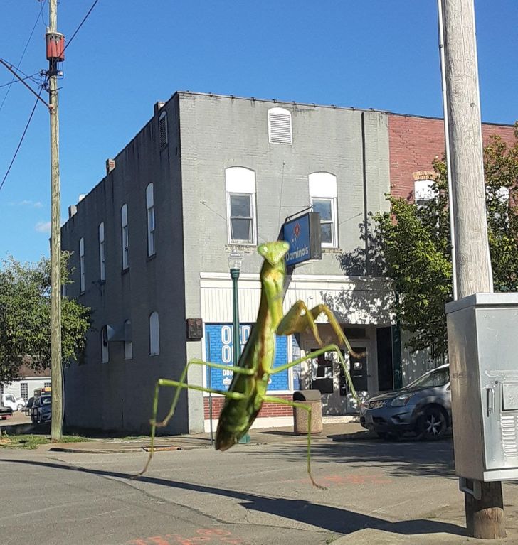 “Mantis stealing a Domino’s sign”