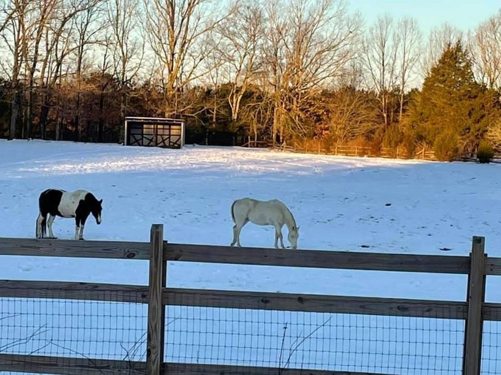 Tiny horses walking on a fence