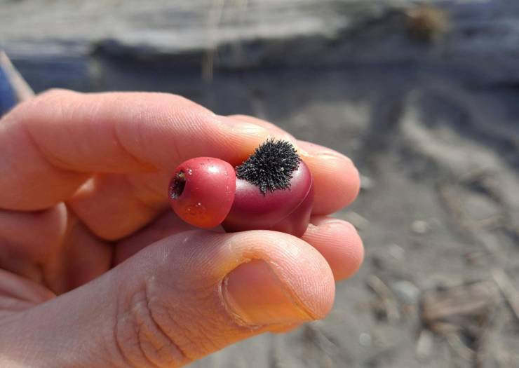 “Dropped my headphone at the beach and it pulled iron out of the sand.”