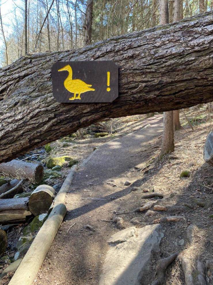 “This sign telling me to “ Duck “...”