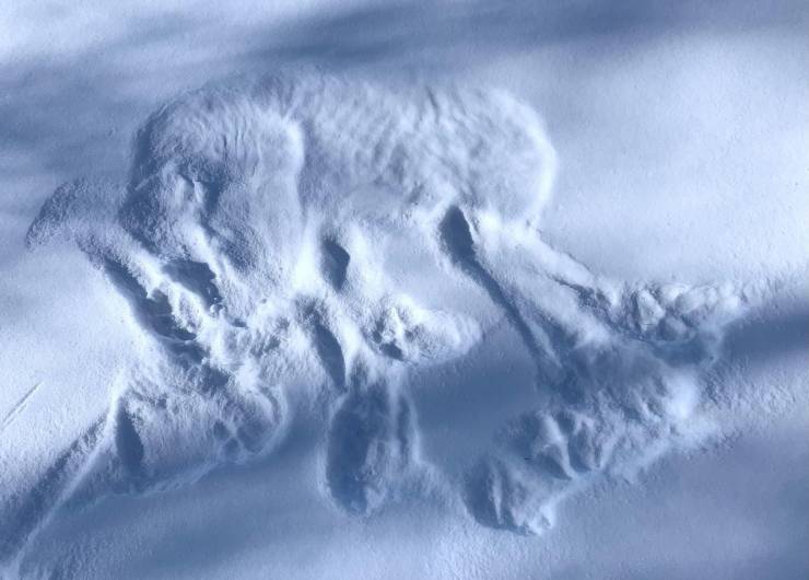 “I found this print from where a gray wolf slept in the snow. You can even see her ribs!”