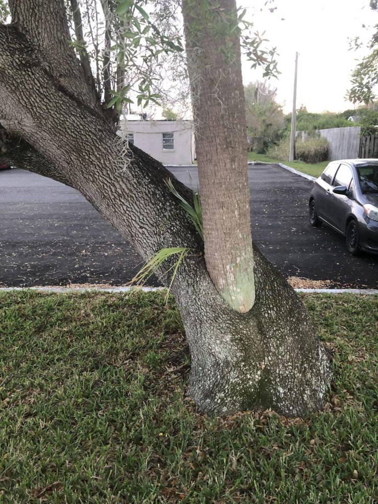 “This palm tree growing out of the middle of an oak tree.”