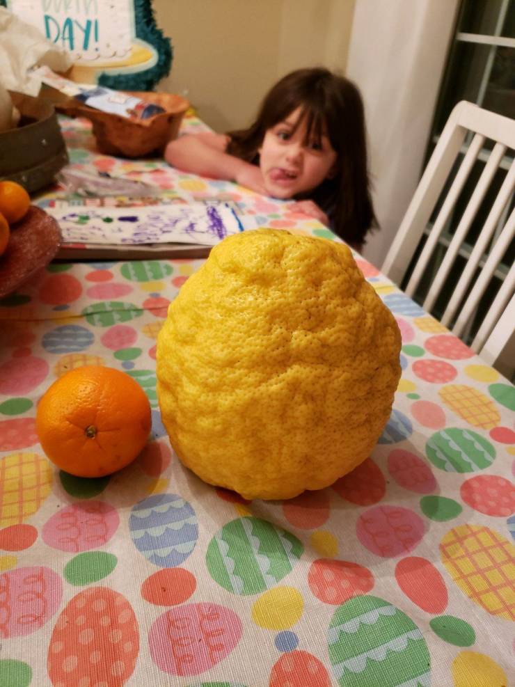 “A mega sized lemon from my lemon tree. Orange for scale.”