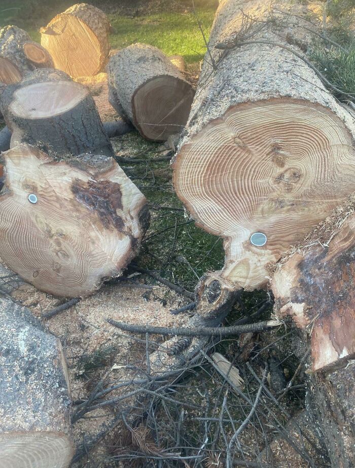 Was Cutting Down A Tree At A Golf Course And Found A Golf Ball Wedged In It