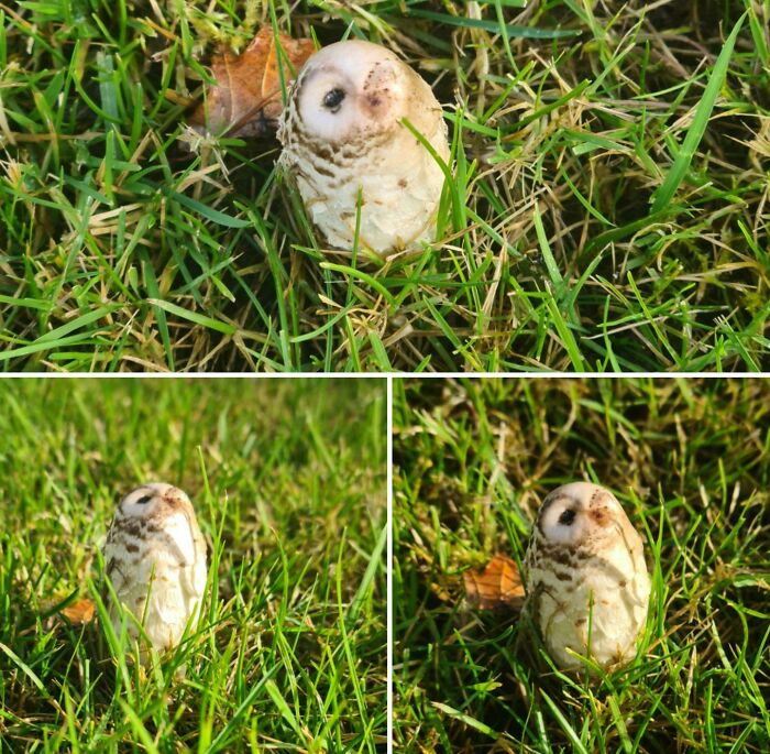 I Found A Mushroom That Looks Like A Little Owl