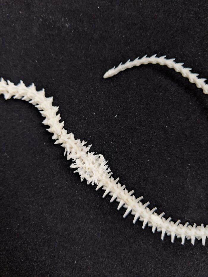 Bone Cancer In A Snake Skeleton