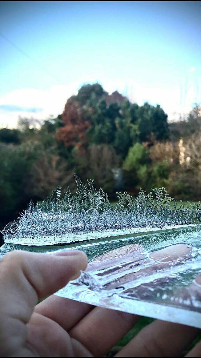 The Way This Ice Has Formed Looks Like A Tiny Forest